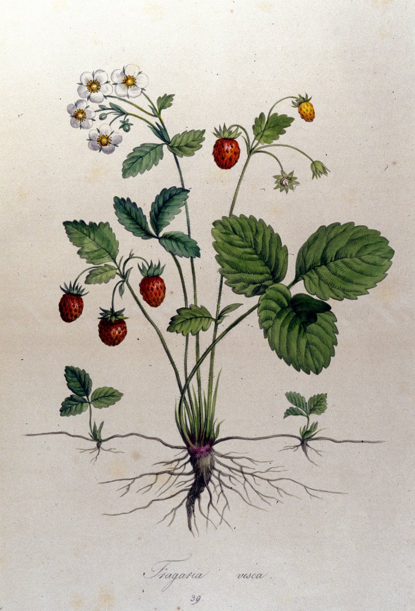 Drzewo truskawkowe i jego owoce: XIX-wieczna deska botaniczna. autorstwa Unknown artist