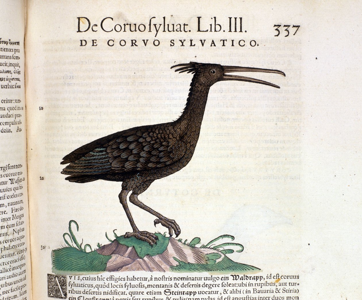 Dziki kruk z Historii Animalium Conrada Gesnera, Tiguri 1560. Biblioteca Nazionale Braidense. Mediolan autorstwa Unknown artist