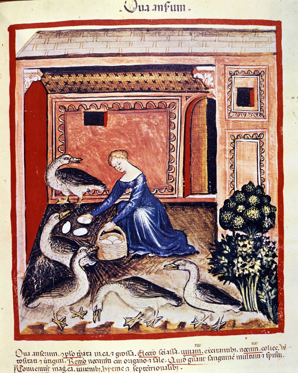 Młoda kobieta podnosi jajka z trzciny cukrowej. Oświetlenie z doju medycyny i dietetyki „”Tacuinum sanitatis”” autorstwa Unknown artist