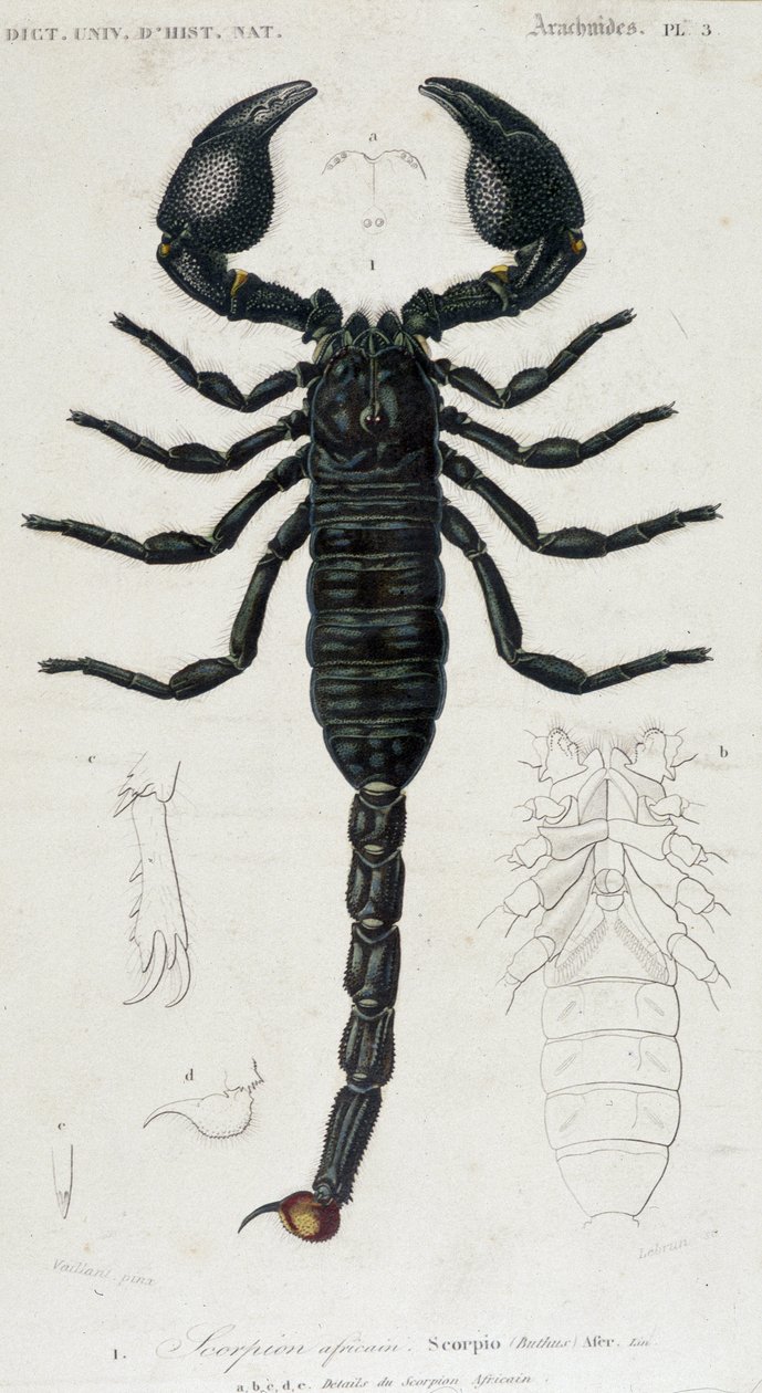Skorpion afrykański - tablica historii naturalnej autorstwa Unknown artist
