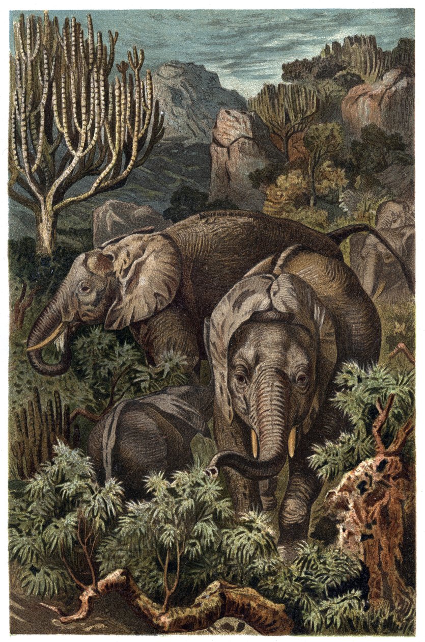 Słoń afrykański (Loxodonta) - Słoń afrykański (Loxodonta) - grawerunek z „Życia zwierząt Brehma” autorstwa Alfreda Edmunda Brehma (1829-1884) autorstwa Unknown artist