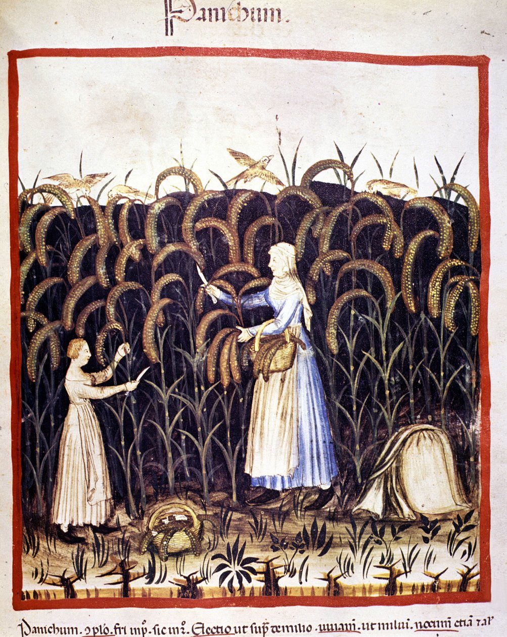 Rolnictwo. Przypomnij sobie panikę (płatki). Oświetlenie z doju medycyny i dietetyki „”Tacuinum sanitatis”” autorstwa Unknown artist
