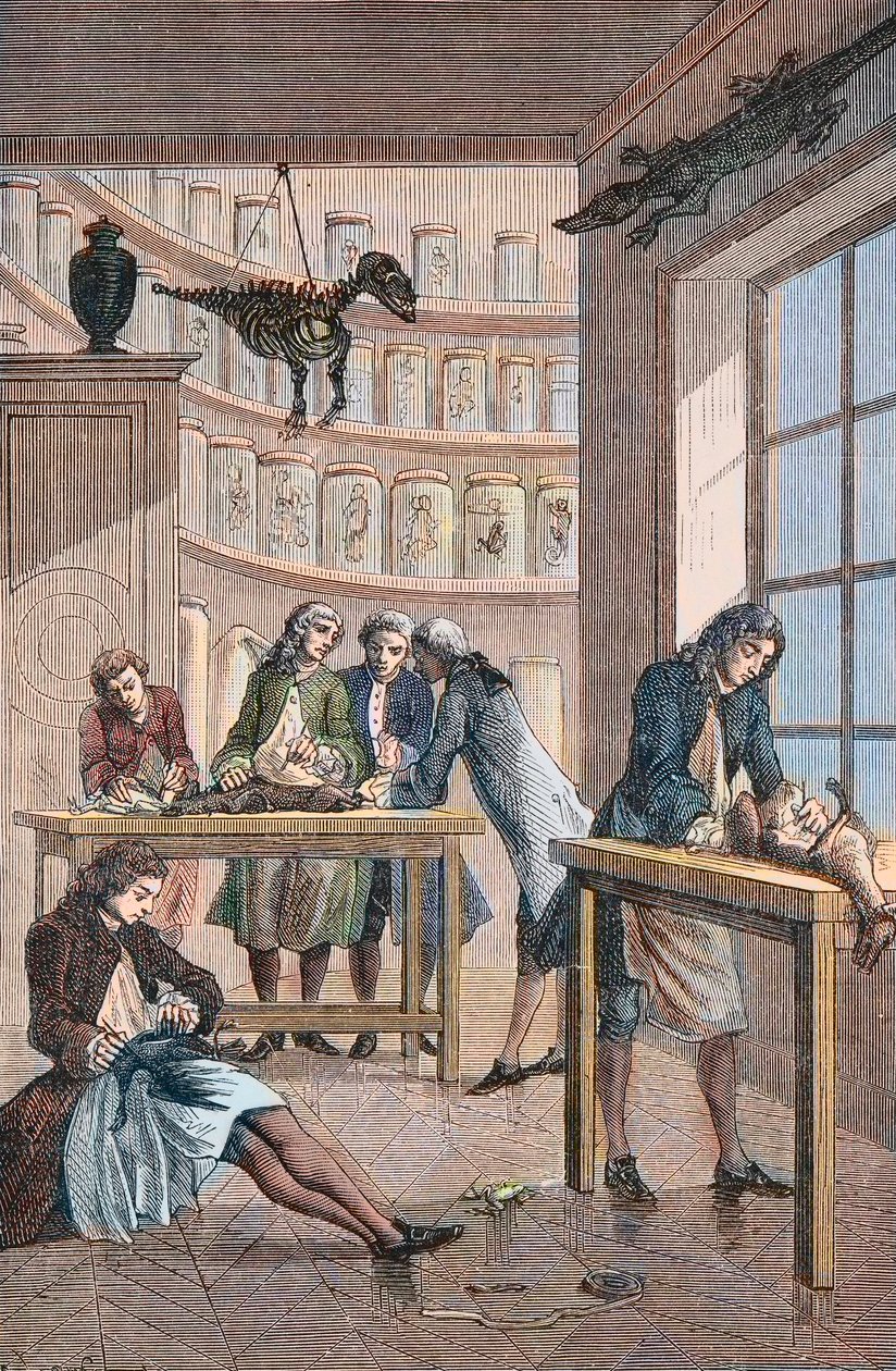 Albrecht von Haller (Albert de Haller) (1708-1777) w swoim laboratorium Bern w Szwajcarii - Laboratorium szwajcarskiego lekarza Albrechta von Hallera (1708-1777) w Bernie autorstwa Unknown artist