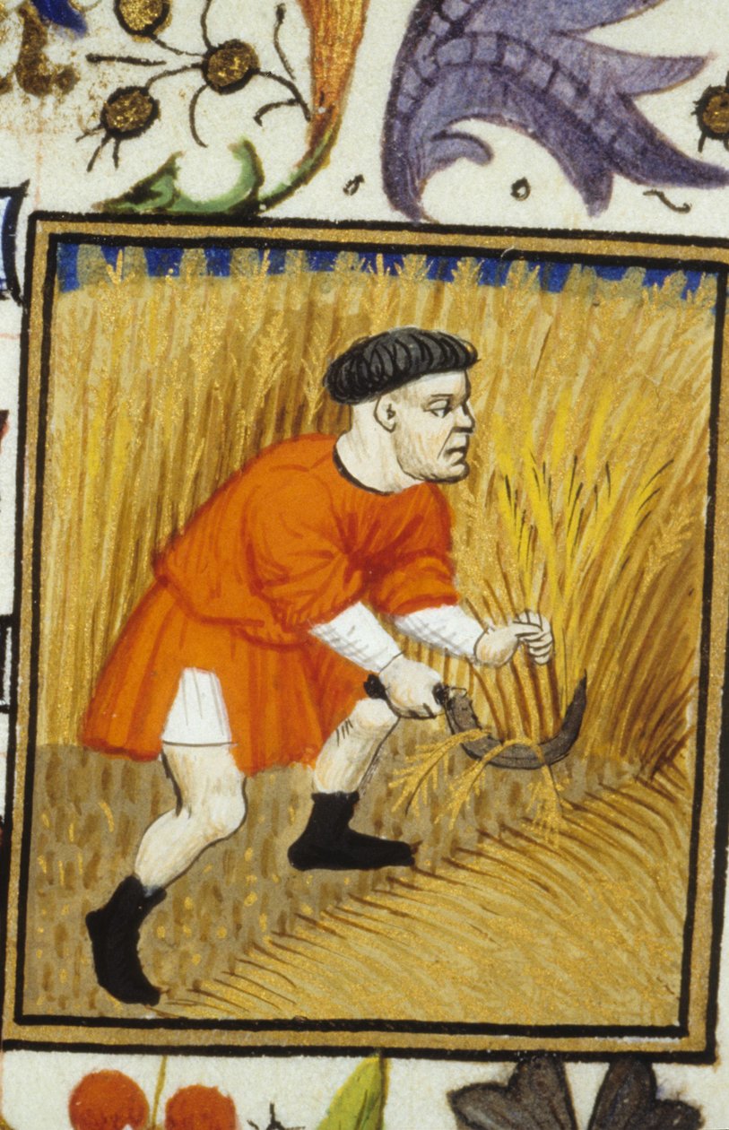 Alegoryczne przedstawienie lipca. Żniwa: chłop koszący złotą pszenicę. Miniatura rękopisu z XIV wieku. autorstwa Unknown artist