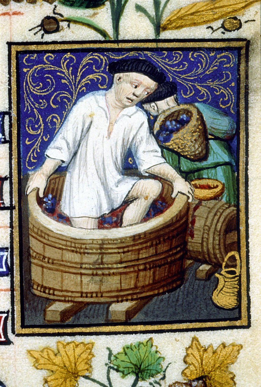 Alegoryczne przedstawienie września. Zbiór, usuwanie winogron. Miniatura rękopisu z XIV wieku. autorstwa Unknown artist