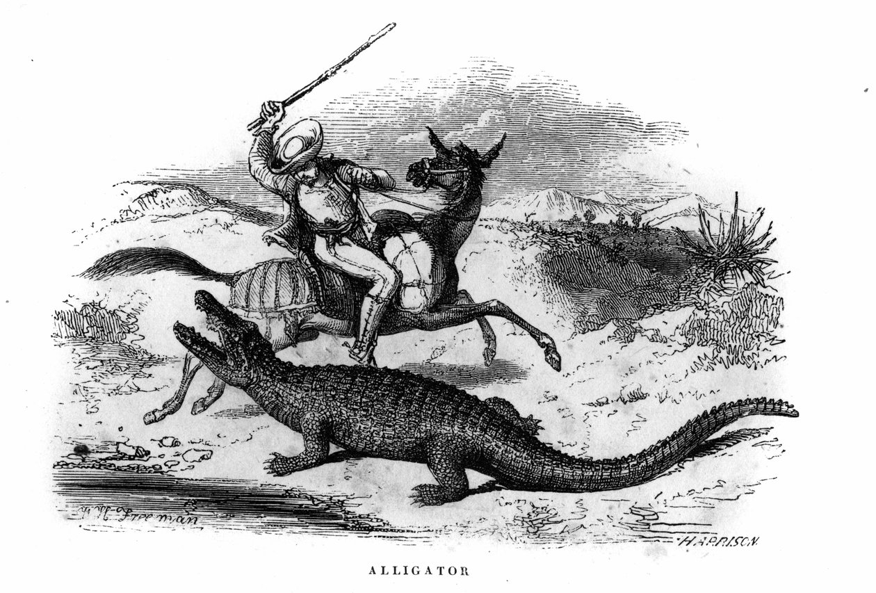 Aligator w Ameryce Południowej w połowie XIX wieku. autorstwa Unknown artist