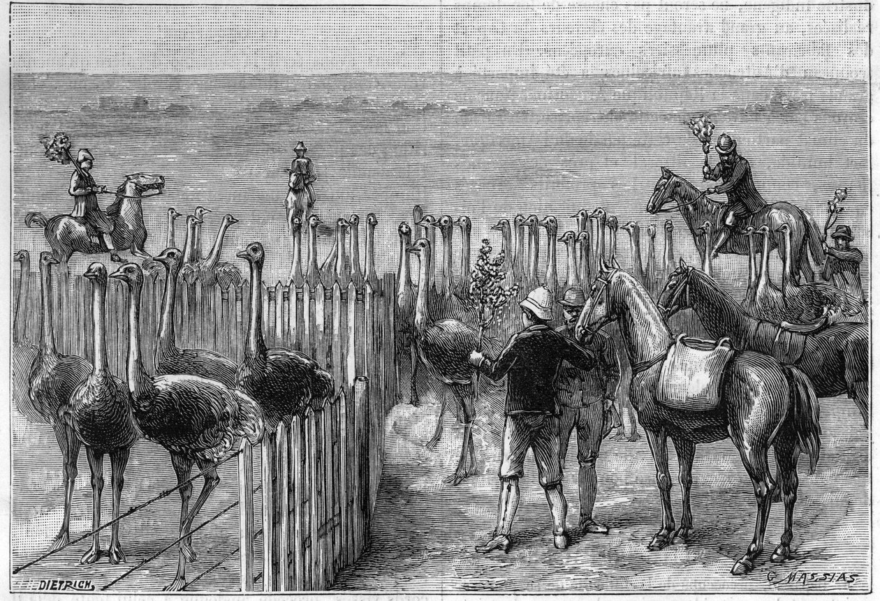 Park strusi w Heaterton Towers w południowej Afryce w 1895 roku. autorstwa Unknown artist