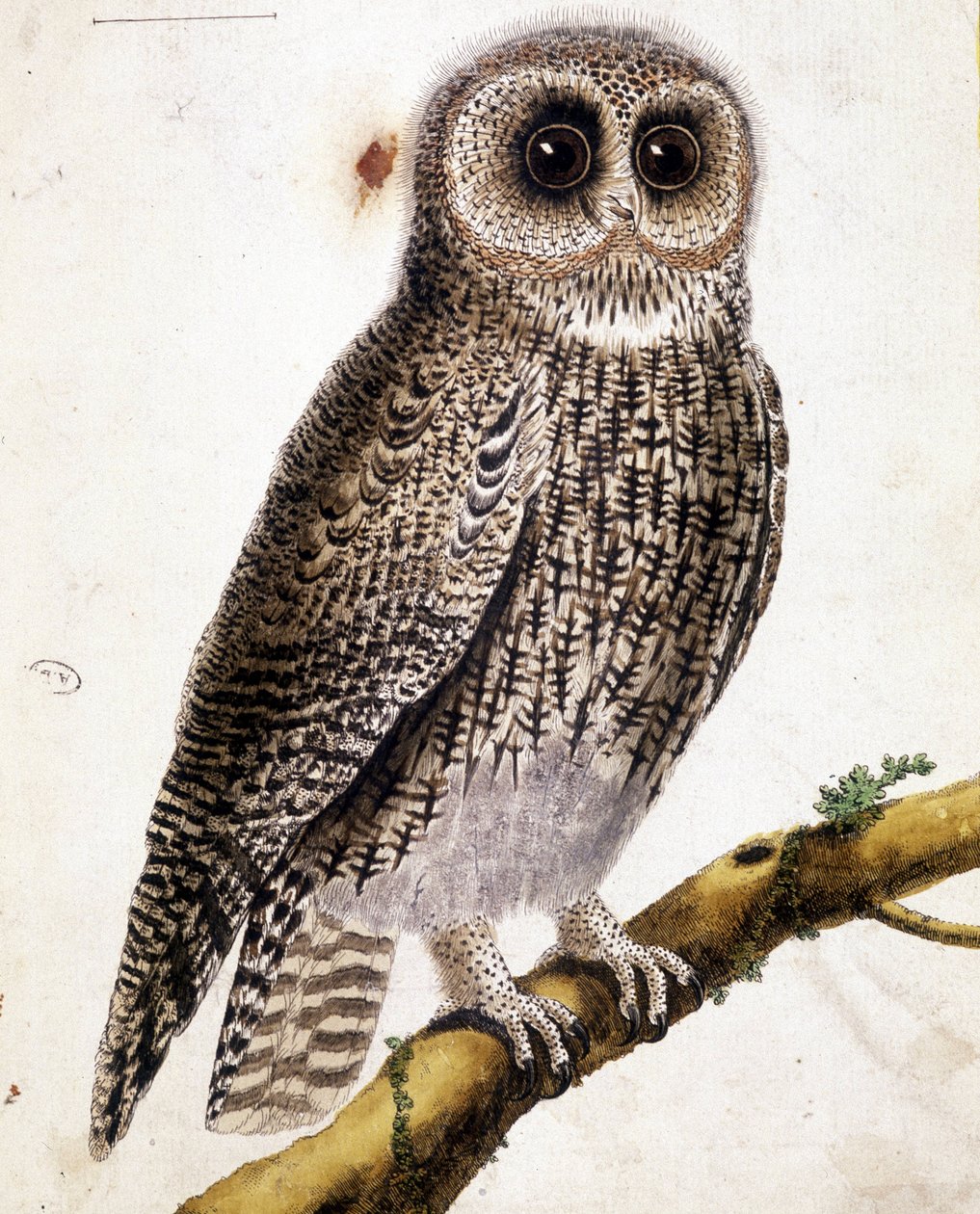 Sowa. Grawerowanie z XIX wieku. autorstwa Unknown artist