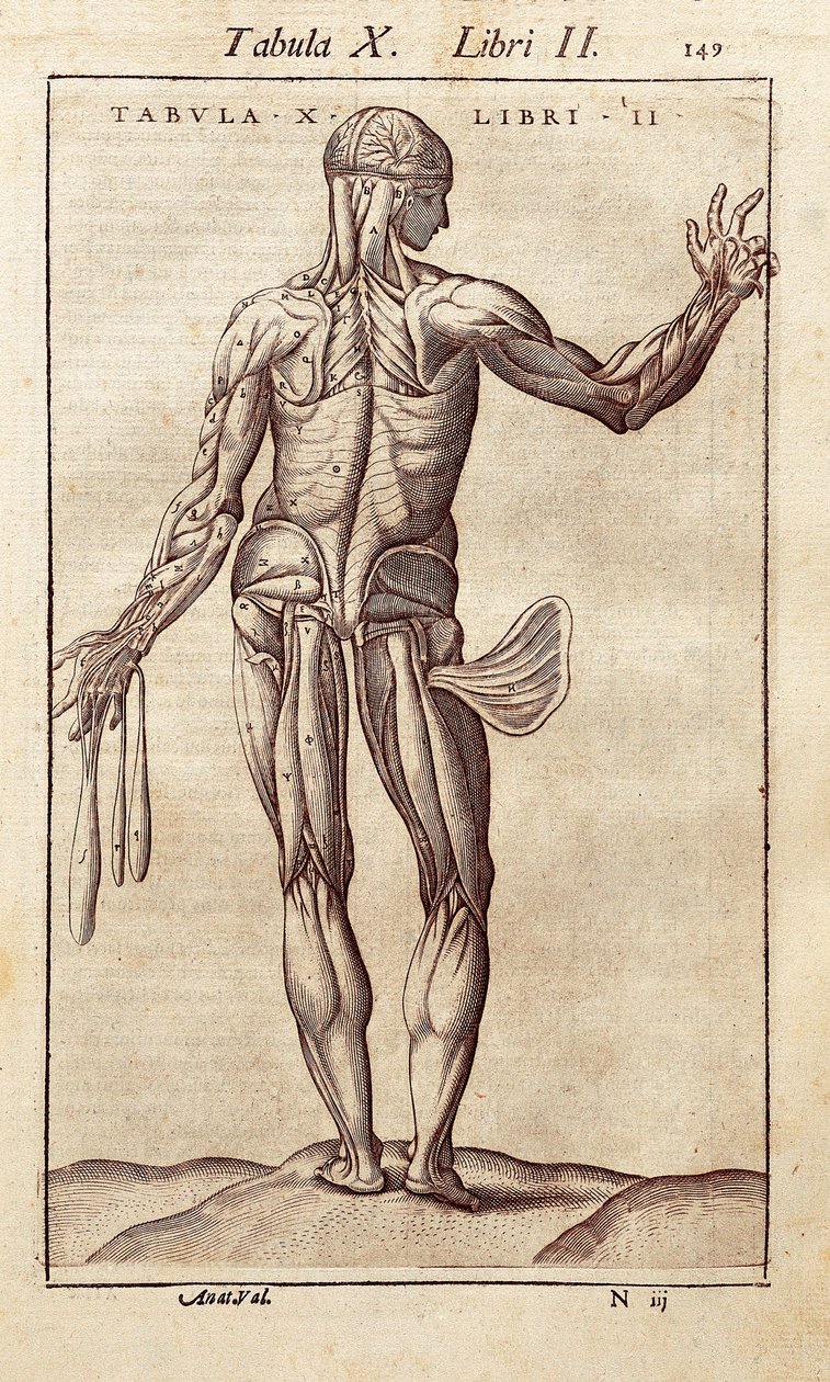 Tablica anatomiczna przedstawiająca mężczyznę na plecach. Grawerowanie w „Anatomia Corporis Humani” autorstwa Juana Valverde De Amusco (1525-1588). Barcelona. Biblioteca de Catalunya (Biblioteka Narodowa Katalonii, Barcelona). autorstwa Unknown artist