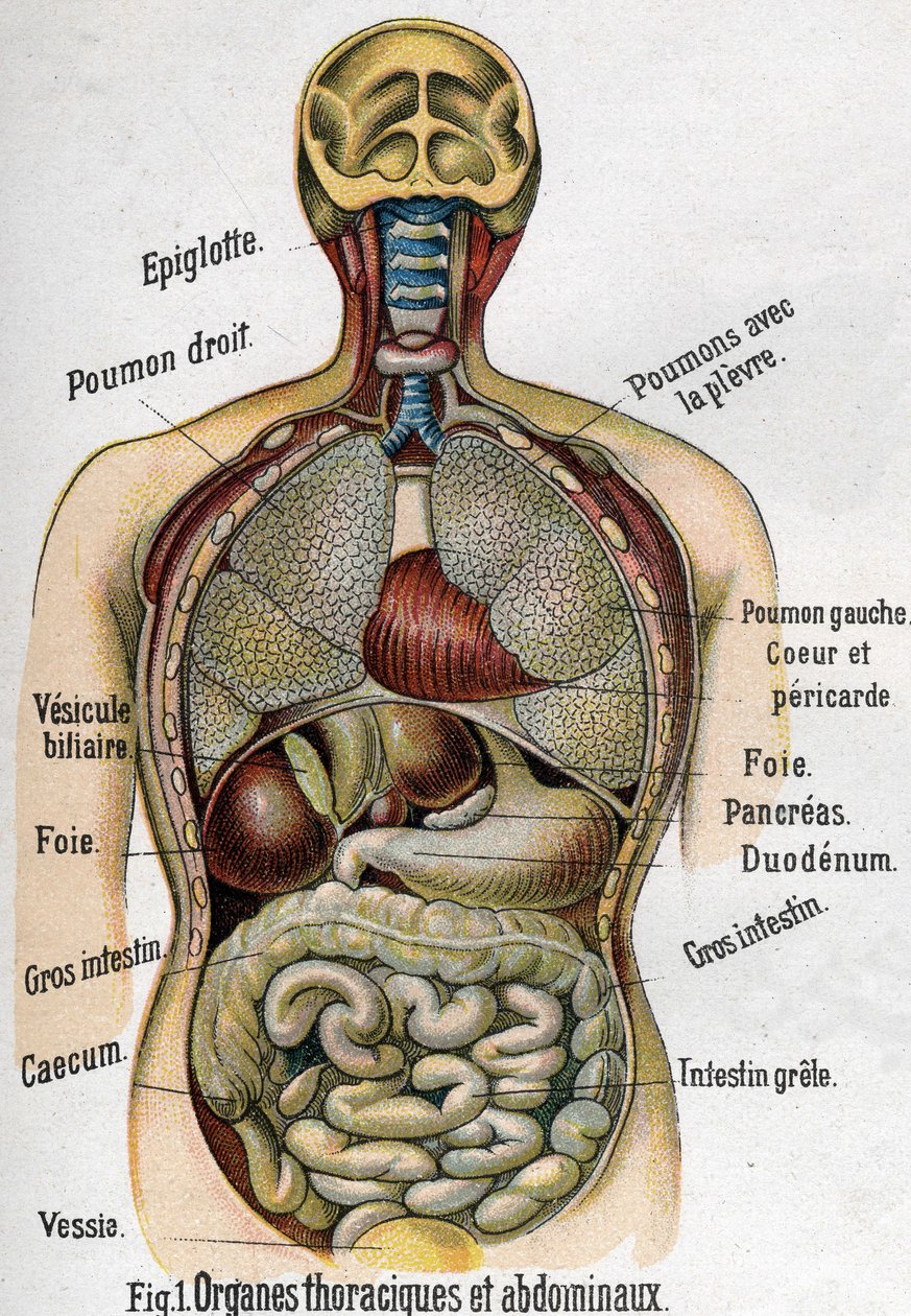 Anatomia: Klatka piersiowa i narząd jamy brzusznej. (jelita, wątroba, trzustka, płuca itp.) w nowym naturalnym leku F.E. Bilz.1898. autorstwa Unknown artist