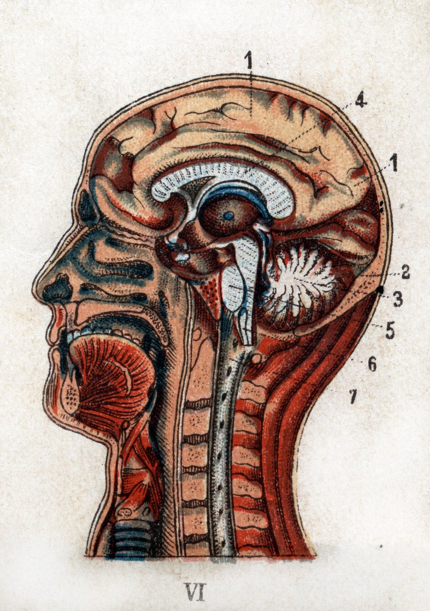 Anatomia: przekrój czaszki ludzkiej, przekrój mózgu i szpiku. Plansza przedstawia mózg, móżdżek (z drzewem życia), wydłużony szpik dający początek rdzeniowi kręgowemu. „Nowy naturalny lek” F.E. Bilz.1898. autorstwa Unknown artist