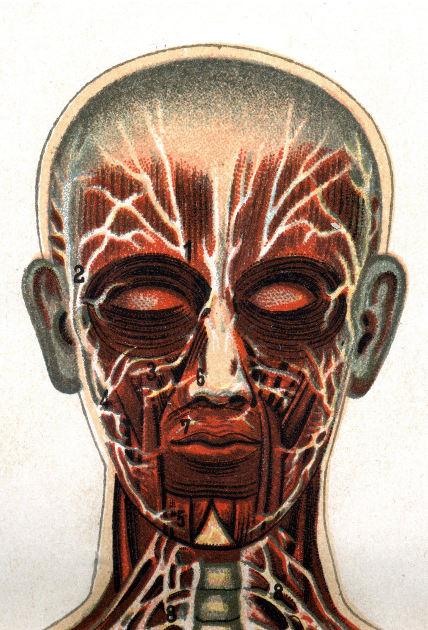 Anatomia: przekrój ludzkiej czaszki widziany z przodu przedstawiający układ mięśniowy. „Nowy naturalny lek” F.E. Bilz.1898. autorstwa Unknown artist