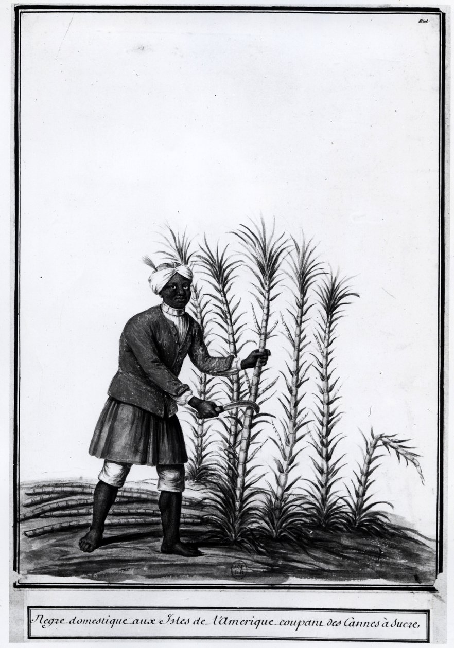 Antyle, domowy czarnuch tnący trzcinę cukrową. autorstwa Unknown artist