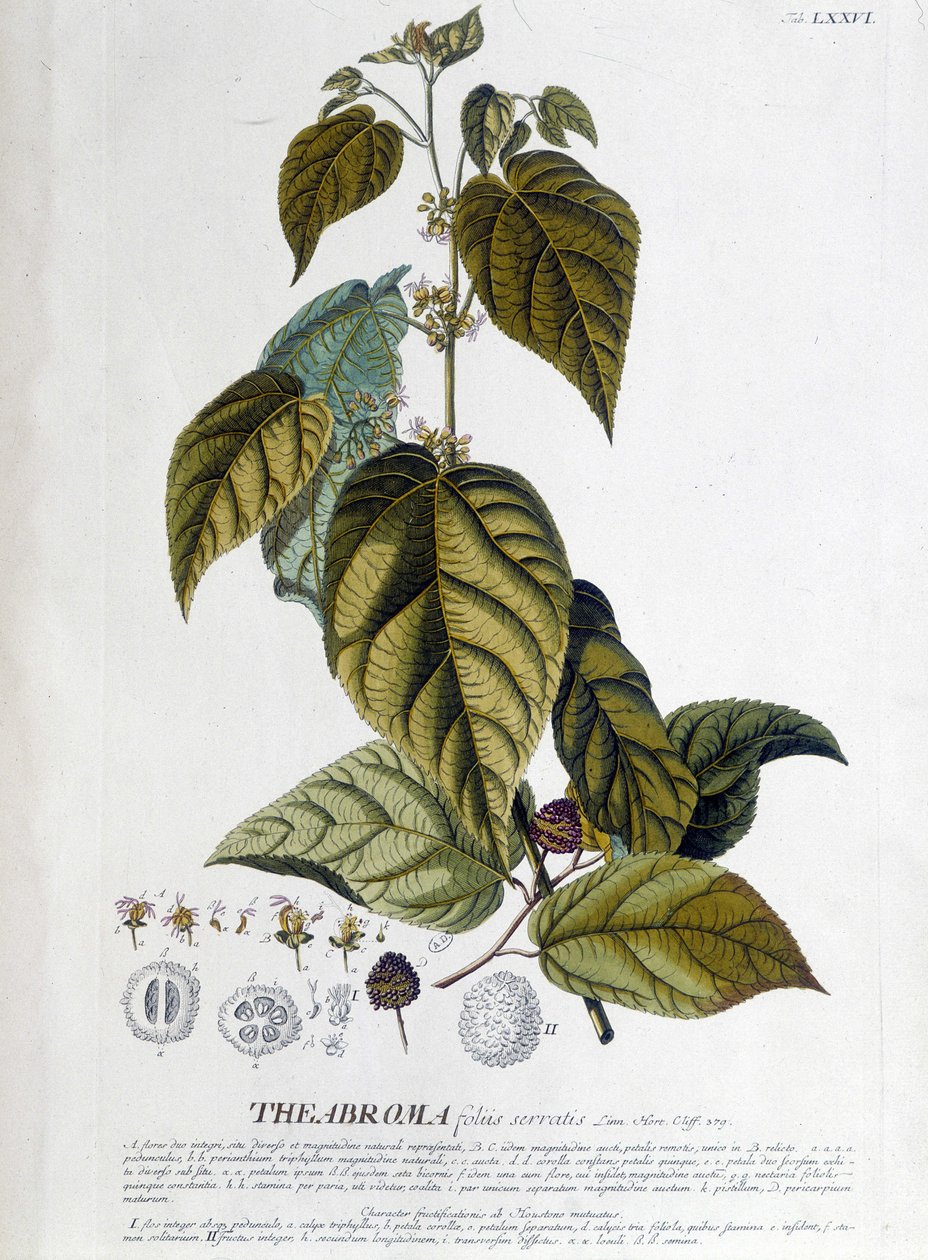 Herbata Arbroma - deska botaniczna autorstwa Unknown artist