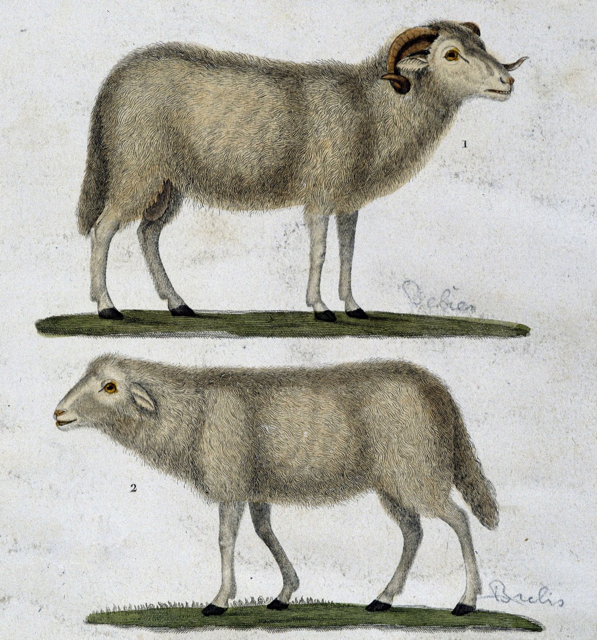 Baran i owce autorstwa Unknown artist
