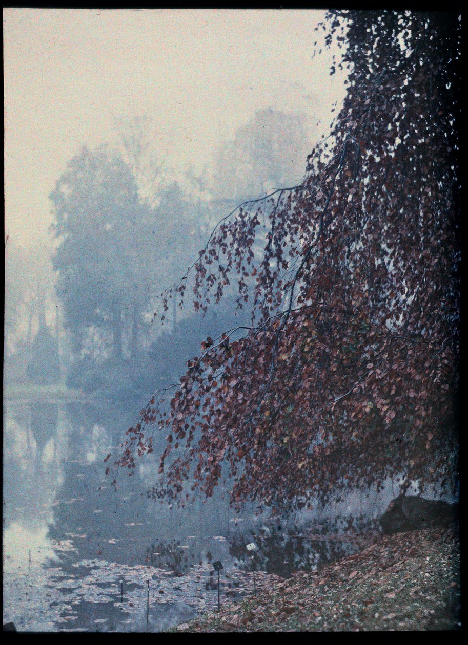 Pejzaż jesienny, jezioro i czerwone drzewo we mgle - 1920 ok. (Pejzaż jesienny, jezioro i czerwone drzewo we mgle) Autochrom anonimowy Collection privee autorstwa Unknown Artist
