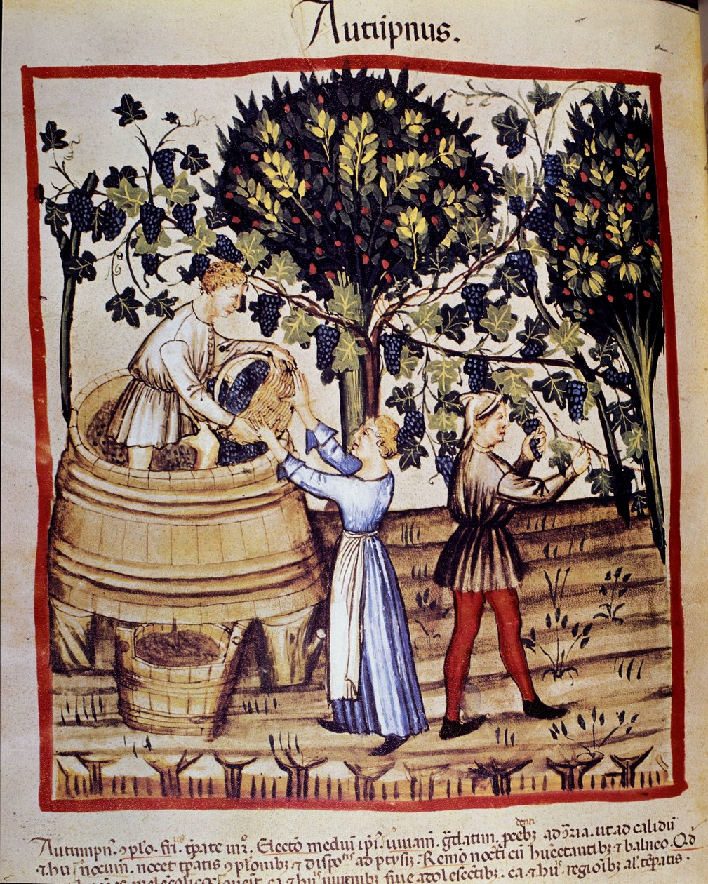 Jesienna reprezentacja: żniwa. Zbieranie winogron. Oświetlenie z doju medycyny i dietetyki „”Tacuinum sanitatis”” autorstwa Unknown artist