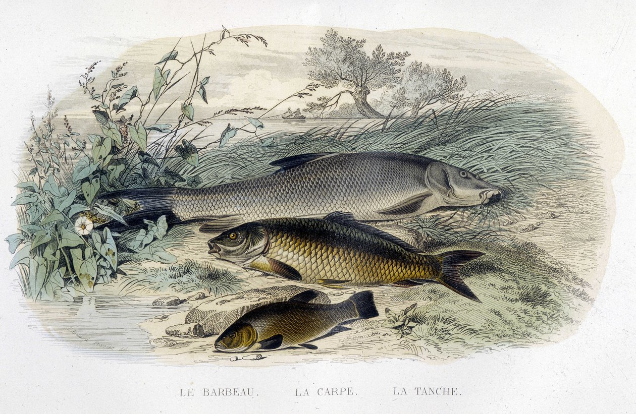 Brzana, karp i lin - w „Histoire naturelle” Lacépède, T.II, wyd. Furne and Co., Paryż autorstwa Unknown artist