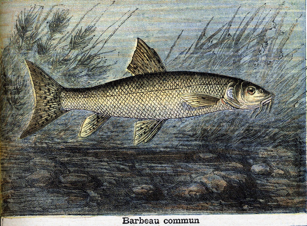 Brzana zwyczajna. Grawerowanie od 1897 autorstwa Unknown artist