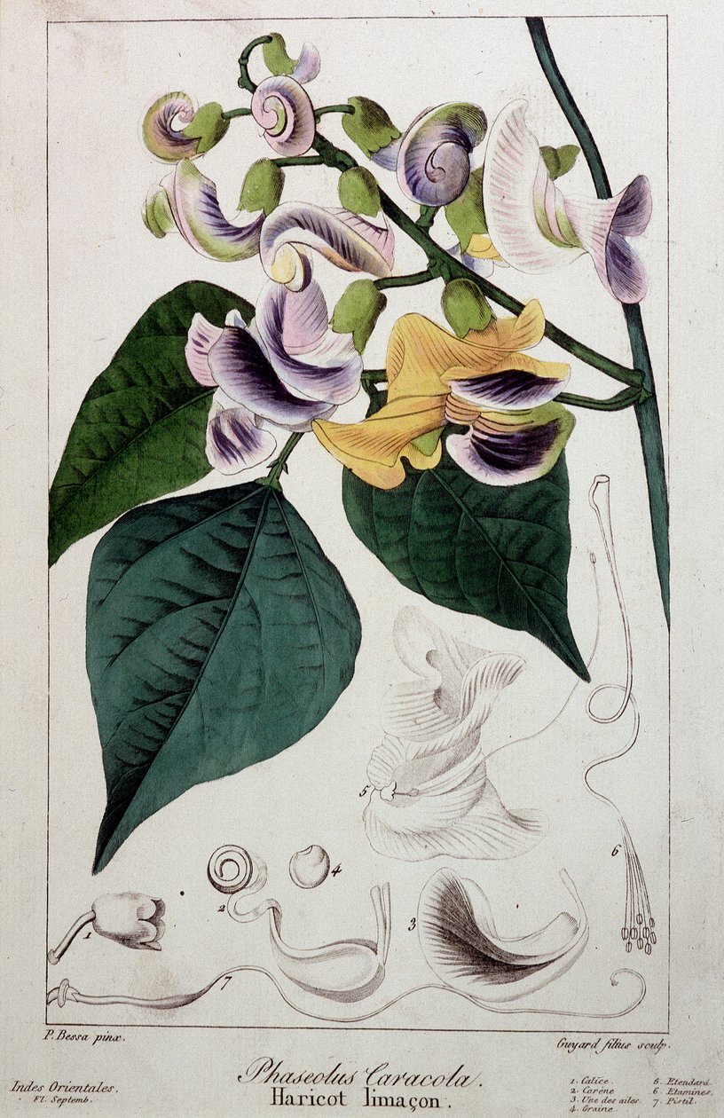 Ślimak fasoli (phaseolus caracola), deska botaniczna autorstwa Unknown artist