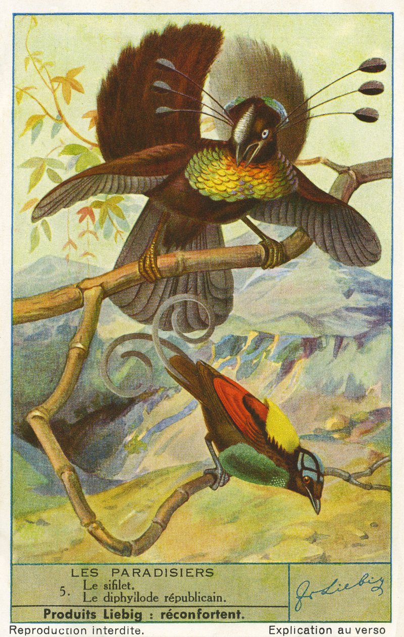 Rajski Ptak autorstwa Unknown artist