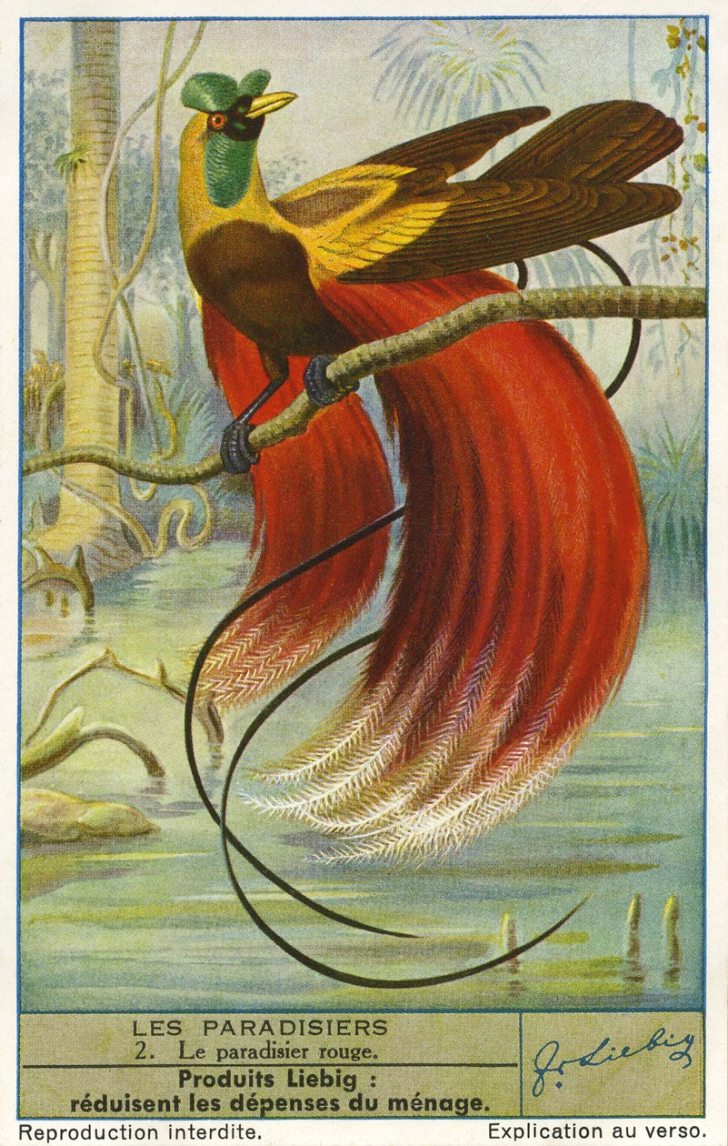 Rajski Ptak autorstwa Unknown artist