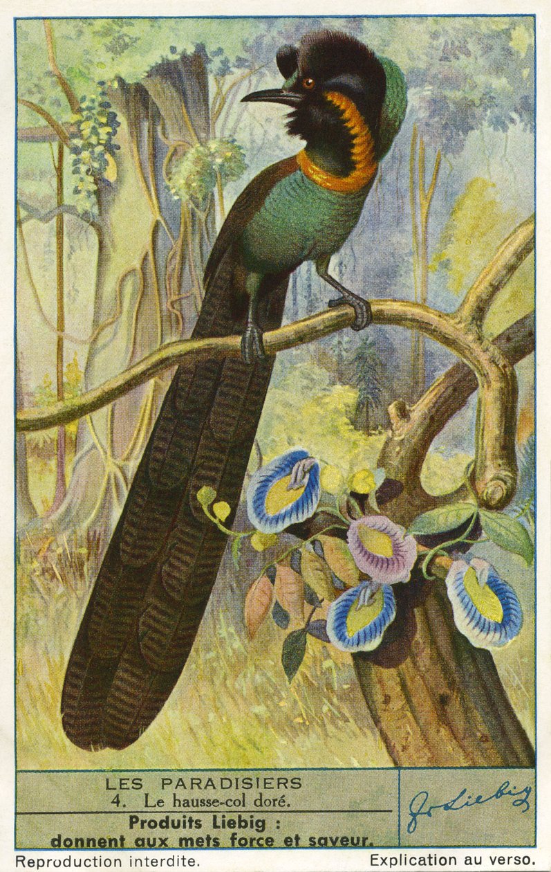 Rajski Ptak autorstwa Unknown artist
