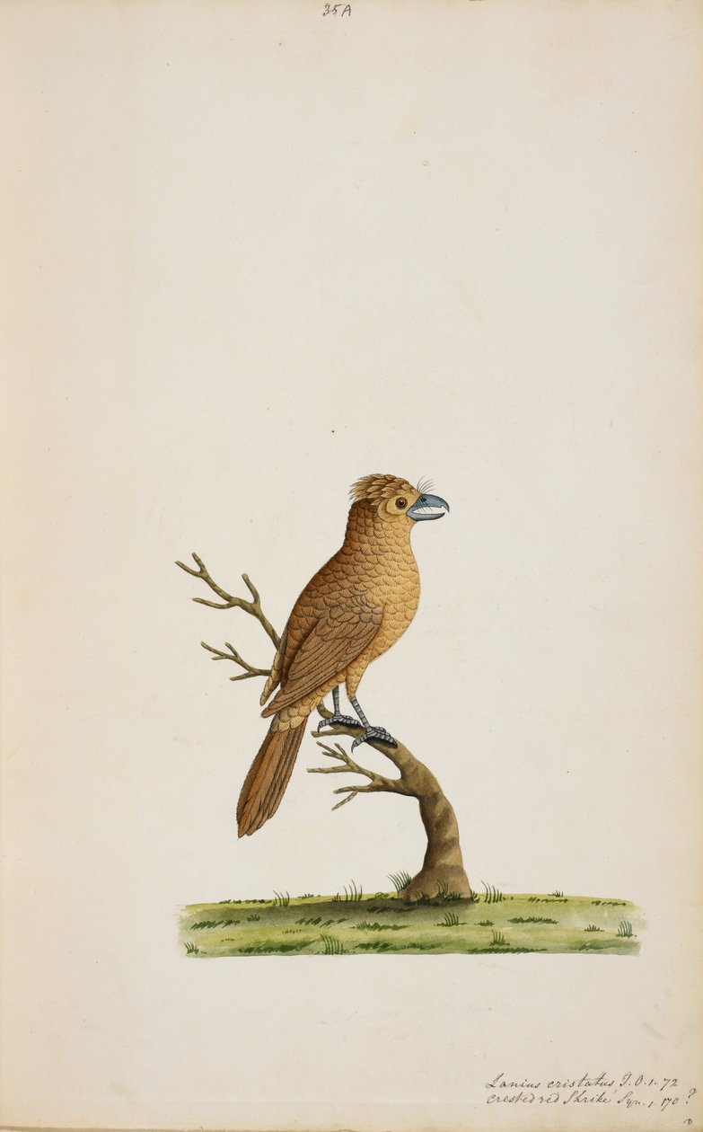 polish autorstwa Unknown artist