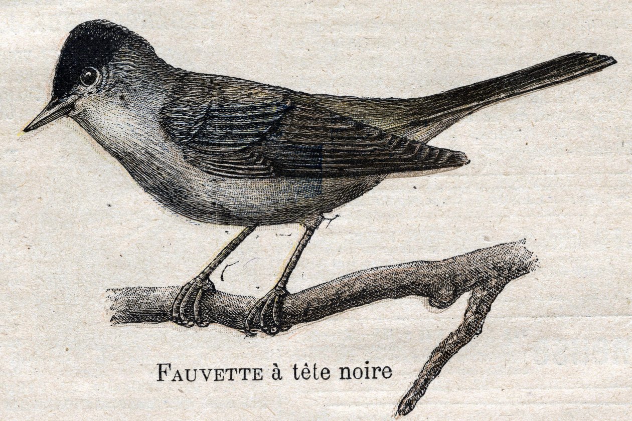 Ptaki przydatne w rolnictwie: pokrzewka czarnonoga autorstwa Unknown artist