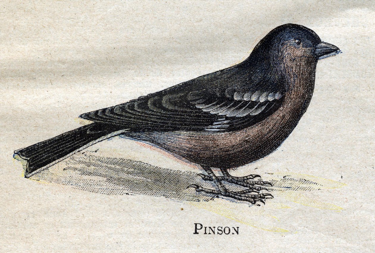 Ptaki przydatne w rolnictwie: Pinson autorstwa Unknown artist