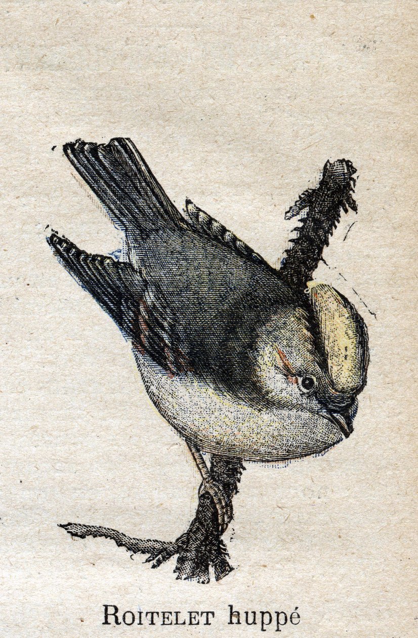 Ptaki przydatne w rolnictwie: Roitelet autorstwa Unknown artist