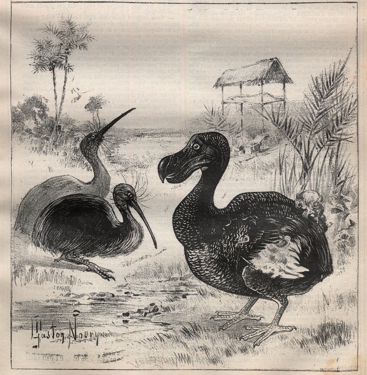 Ptaki, które znikają: dodo (lub dronte) i apteryx (lub kiwi kiwi) - Grawerowanie w „”La Science francaise”” autorstwa Unknown artist