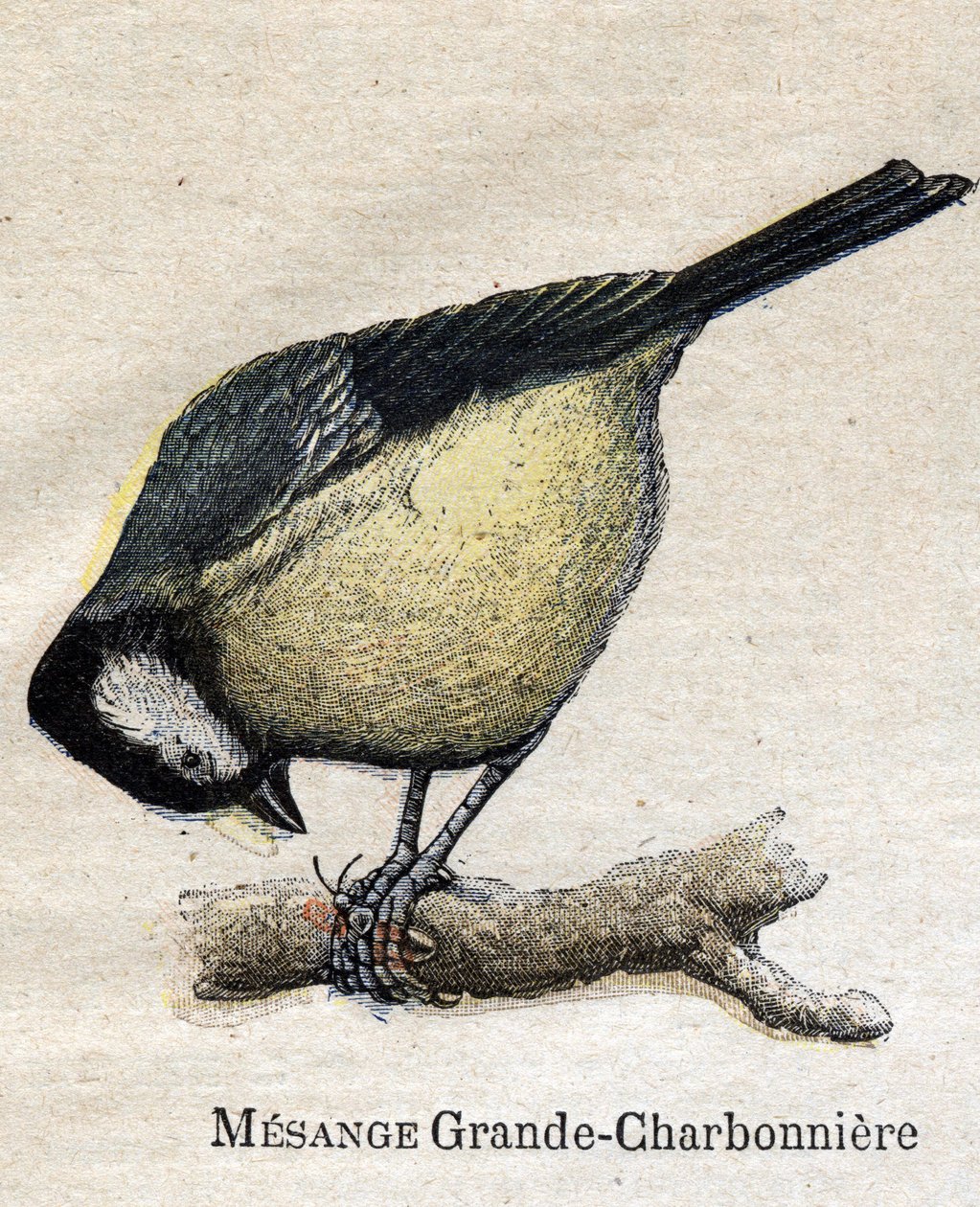 Ptaki przydatne w rolnictwie: Duża Sikora - Węgiel autorstwa Unknown artist