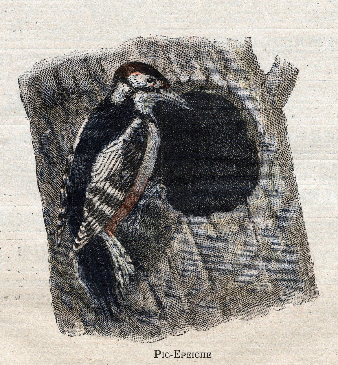 Ptaki przydatne w rolnictwie: Dzięcioł autorstwa Unknown artist