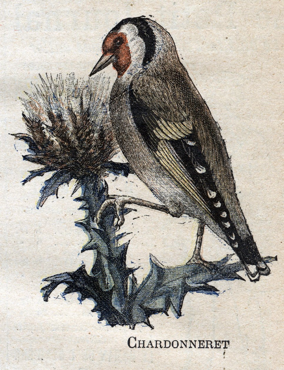 Ptaki przydatne w rolnictwie: Chardonneret autorstwa Unknown artist
