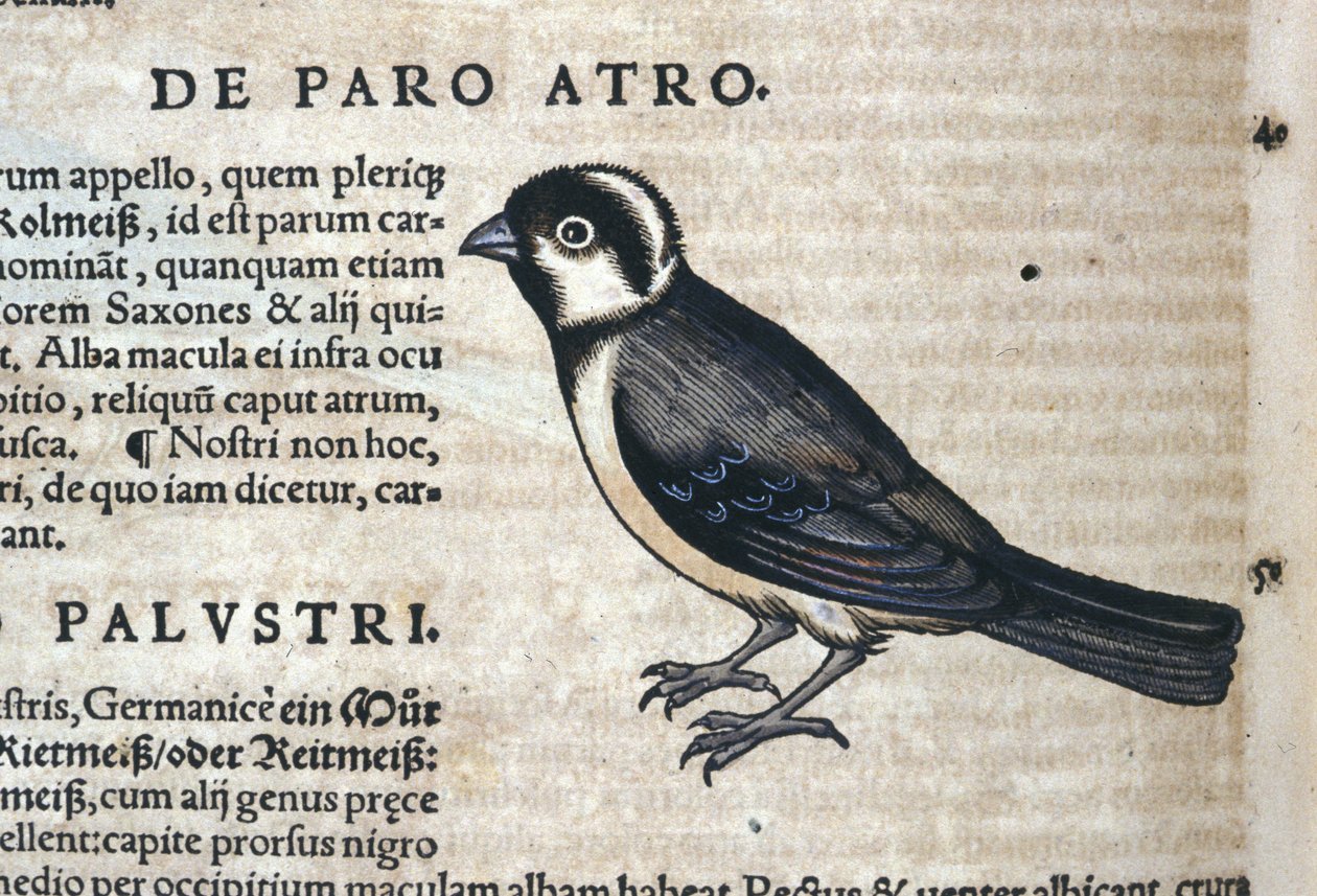 Czarny ptak w Historia Animalium Conrada Gesnera (1516-1565), Tiguri autorstwa Unknown artist