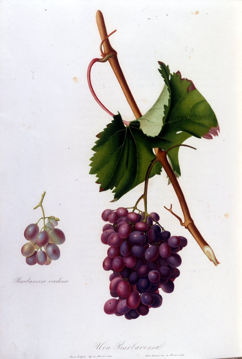 Czarne winogrona. Grawerowanie z XIX wieku. autorstwa Unknown artist