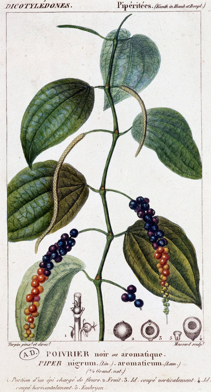 Naczynie do czarnej lub aromatycznej papryki - deska botaniczna. 19 wiek. autorstwa Unknown artist