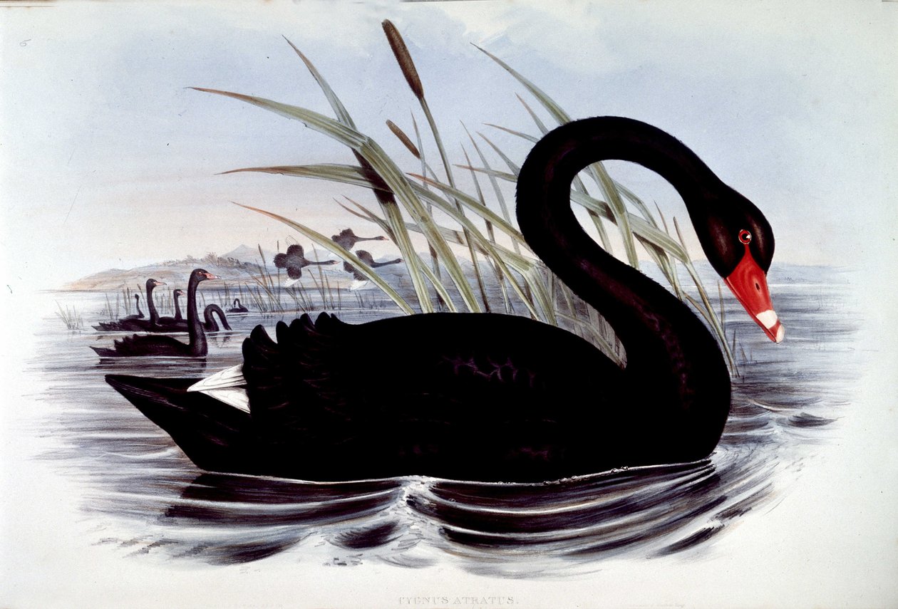 Czarny łabędź (cygnus atratus) - z Birds of Australia J. Goulda, początek XIX wieku. autorstwa Unknown artist