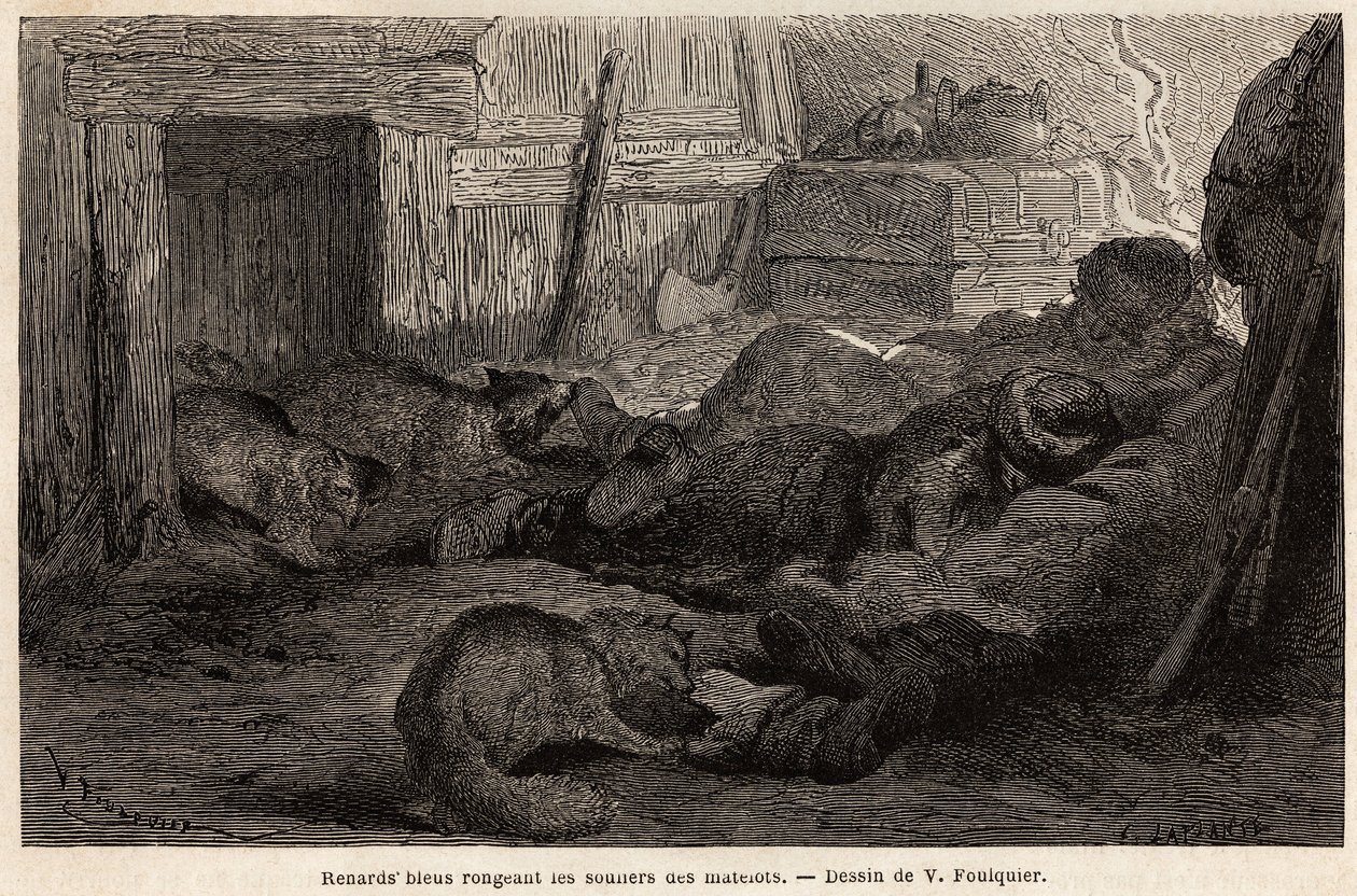 Niebieskie lisy obgryzające buty marynarzy śpiących w schronie stacji obserwacyjnej, rys. V.Foulquier, ilustrujący Spitzberg autorstwa Unknown artist
