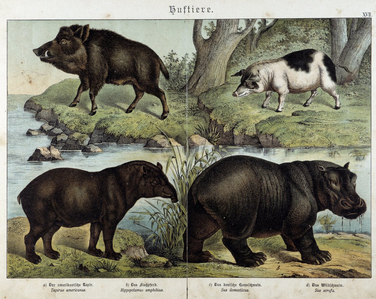 Dzik, świnia, tapir i hipopotam – w „Historie naturalne ssaków””, wyd. Schreiber autorstwa Unknown artist