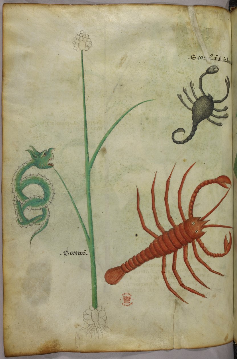 Ilustracja botaniczna i zwierzęca. autorstwa Unknown artist