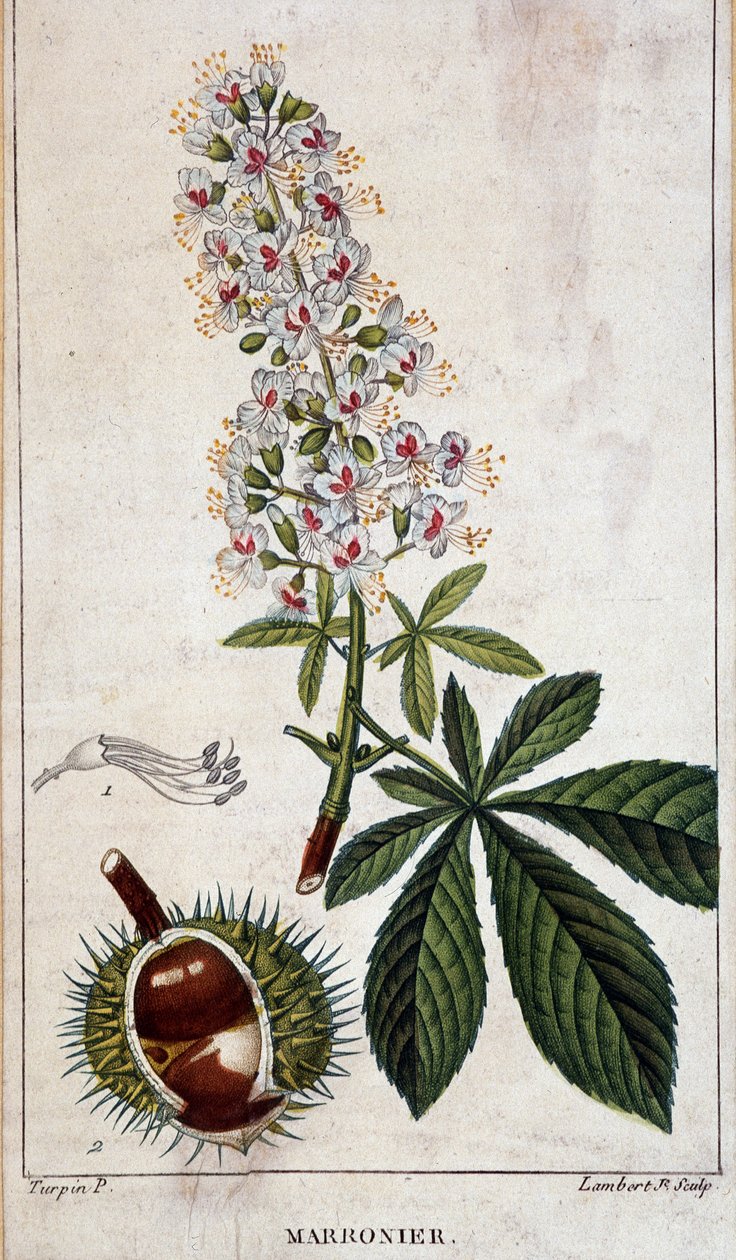 Deska botaniczna - Kwiaty, liście i owoce kasztanowca autorstwa Unknown artist