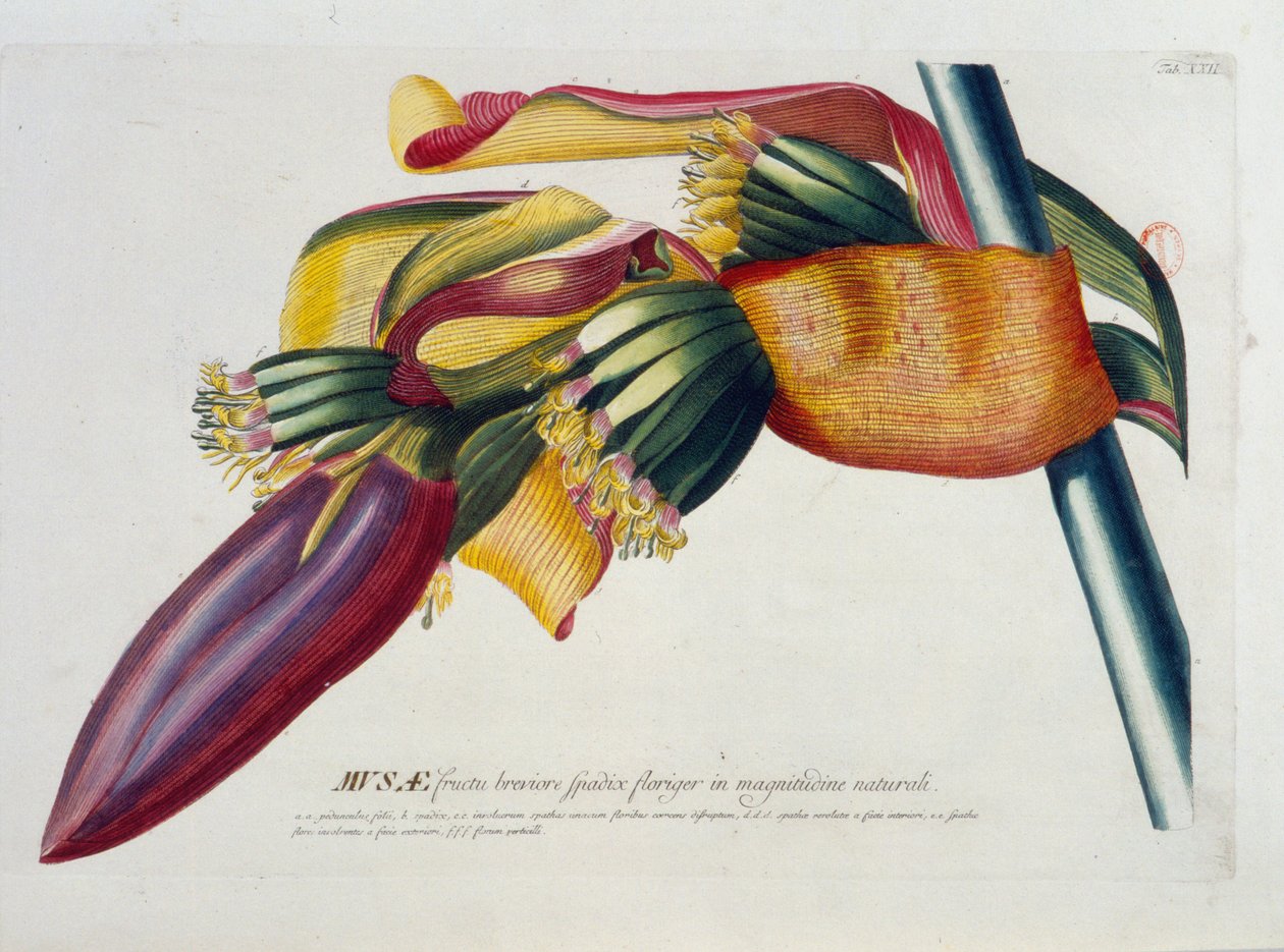 Tablica botaniczna: Banany, gałąź. b.d. 19 wiek. autorstwa Unknown artist
