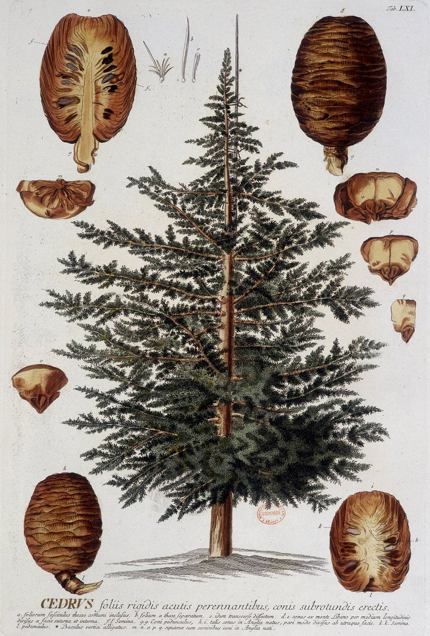 Deska botaniczna: Cedr. b.d. 19 wiek. autorstwa Unknown artist