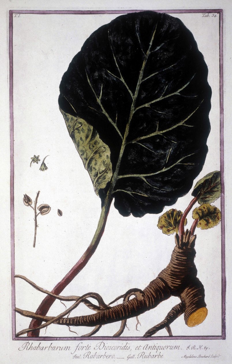 Tablica botaniczna: Liść i korzenie rabarbaru. Zielnik z XIX wieku. autorstwa Unknown artist