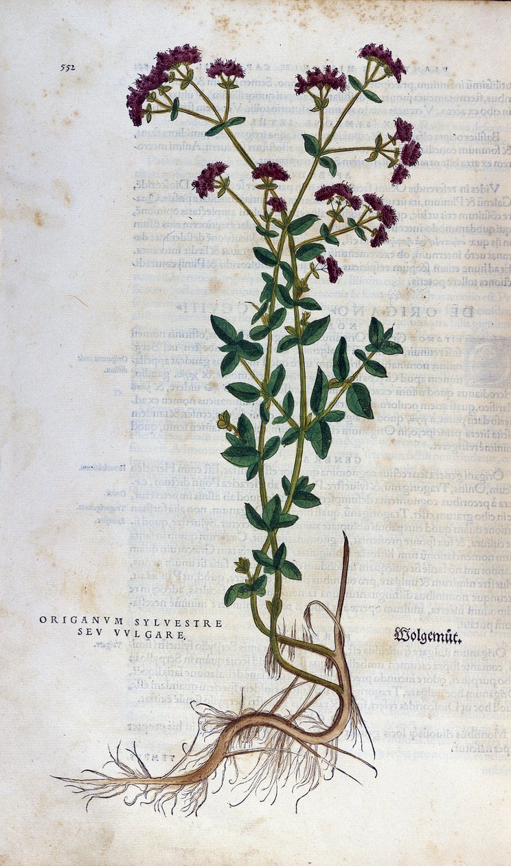 Tablica botaniczna: Oregano (silvestre origanum sev. vulgare). Zielnik Lheonarda Fuchsa, „Historia rasy”, Bale autorstwa Unknown artist