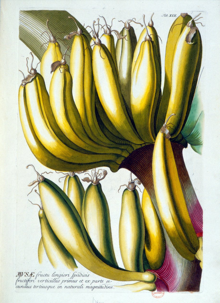 Deska botaniczna: dieta z bananów. b.d. 19 wiek. autorstwa Unknown artist