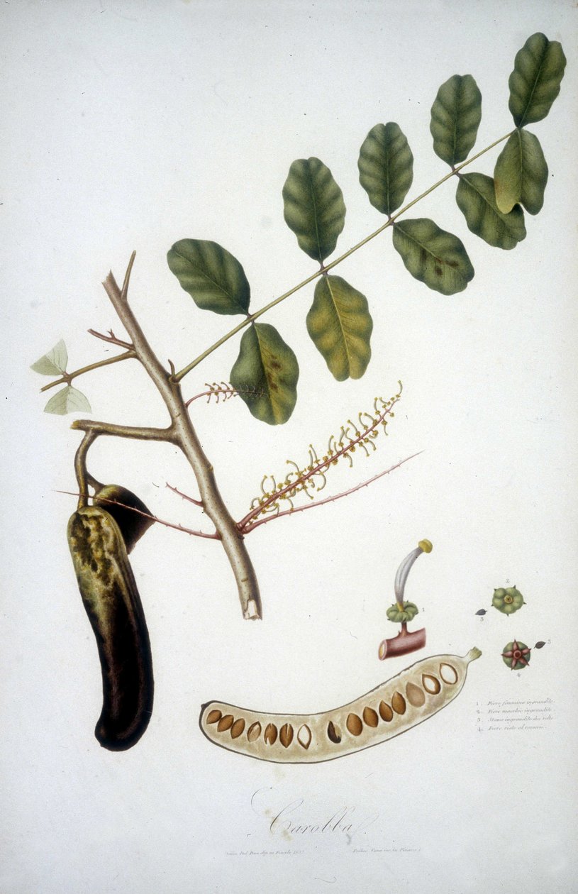 Tablica botaniczna: gałąź chleba świętojańskiego (Carobba). autorstwa Unknown artist