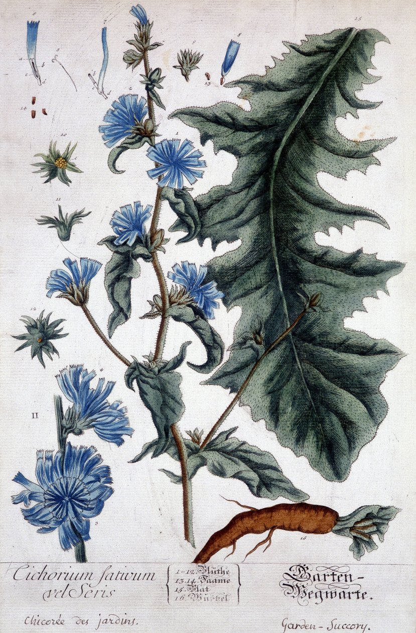 Deska botaniczna: Cichorium factivum velseris (chicoree ogrodów). autorstwa Unknown artist